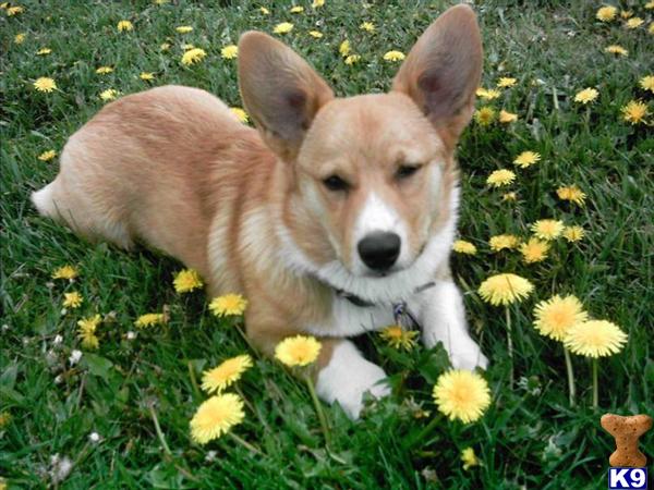 Stud Dogs - Pembroke Welsh Corgi