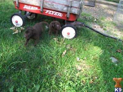 Puppies in RI