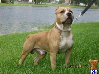Stud Dog