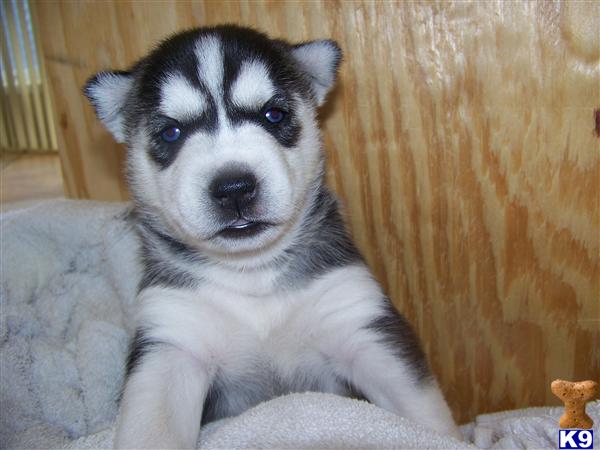 Puppies in Odessa