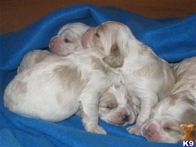 Cocker Spaniel Puppies for Sale
