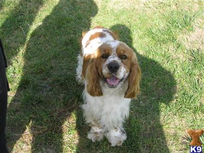 Stud Dogs - Cocker Spaniel