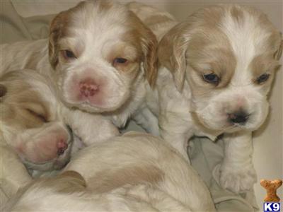 Cocker Spaniel Puppies for Sale