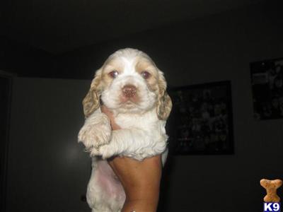 Cocker Spaniel Puppies for Sale