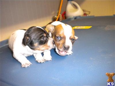 Puppies in MS