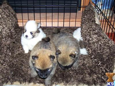 Puppies in MS