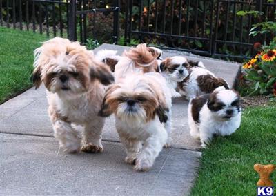 Stud Dogs - Shih Tzu