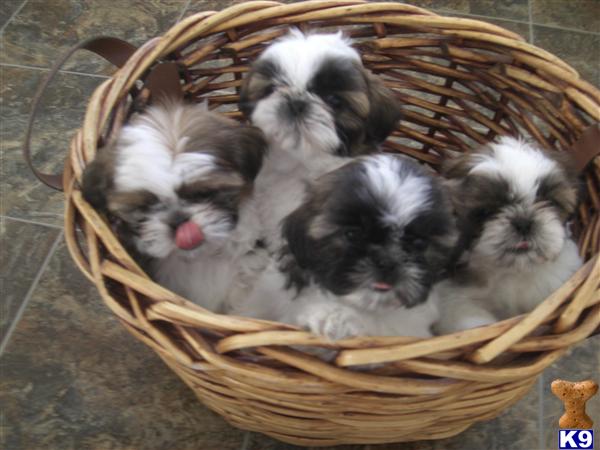 Puppies in Tacoma