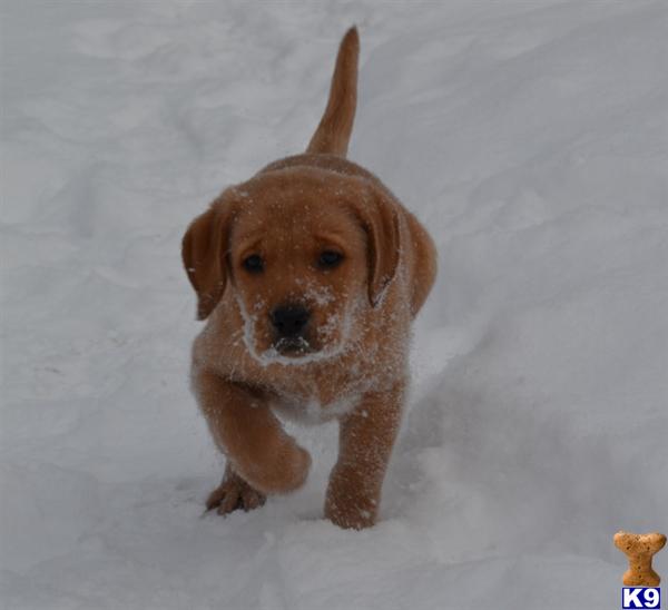 labrador retriever puppies wi document moved labrador retriever puppies wi document moved