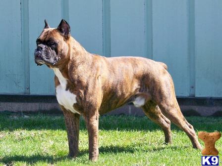 Stud Dogs in OH