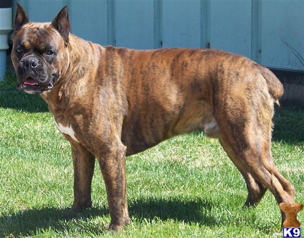 Stud Dogs in OH