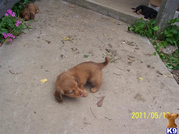 Puppies in Sulphur springs