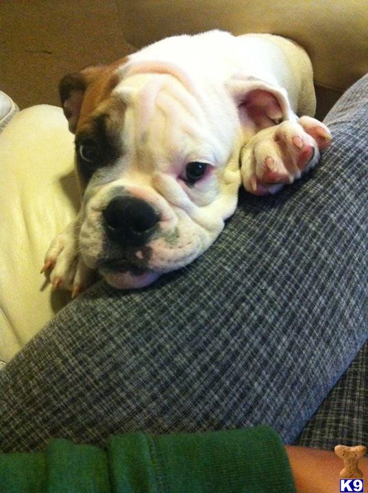 Puppies in CT
