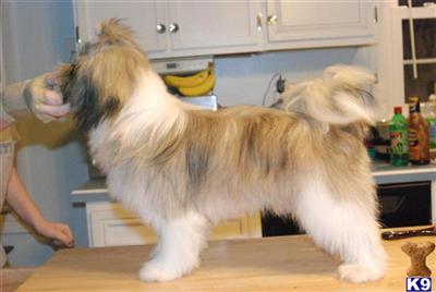 Stud Dogs in IN