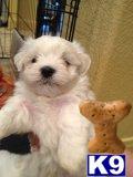 Maltese