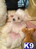 Maltese