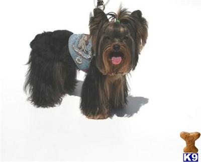 Stud Dogs - Yorkshire Terrier