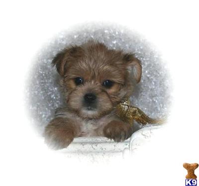 Mixed Breed Puppies in CA