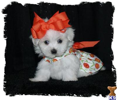 Puppies in CA