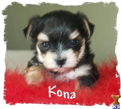 Mixed Breed Puppies in CA