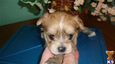 Mixed Breed Puppies for Sale