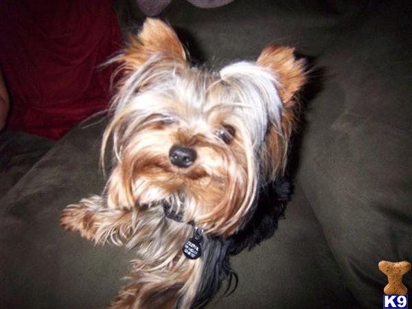 Stud Dogs - Yorkshire Terrier
