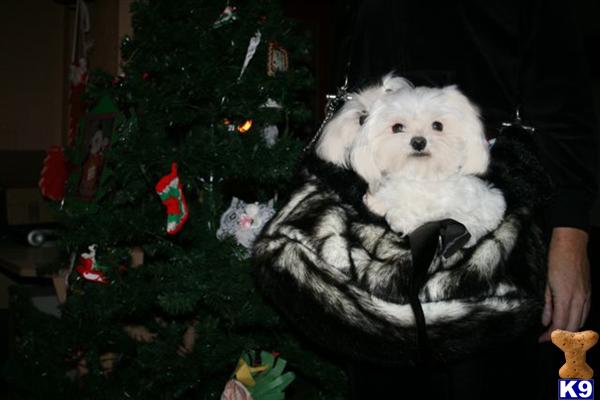 Stud Dogs - Maltese