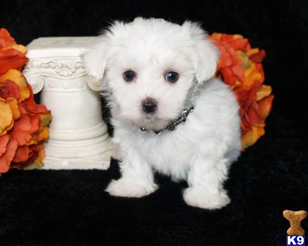 Puppies in Vacaville