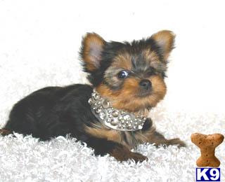 Puppies in Vacaville
