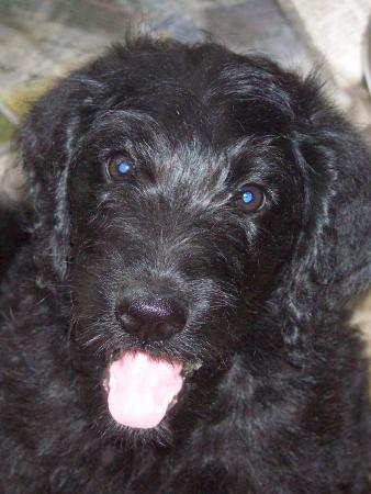 Labradoodle Puppies in FL