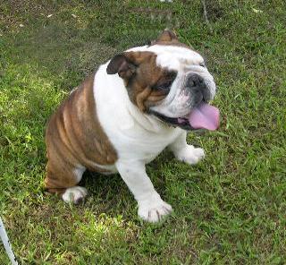 Stud Dogs in AR