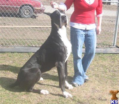 Great Dane Puppies for Sale