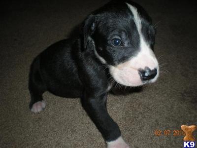 Puppies for Sale