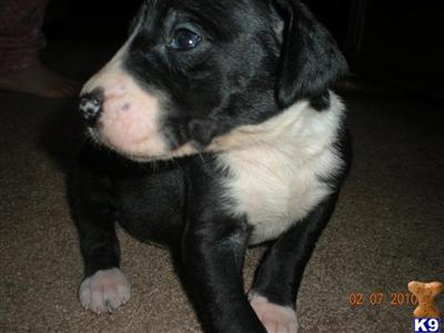 Great Dane Puppies for Sale