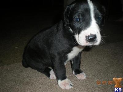 Great Dane Puppies for Sale