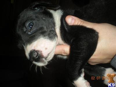 Great Dane Puppies for Sale