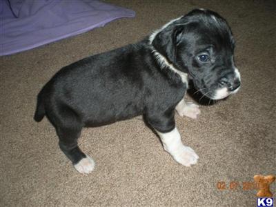 Great Dane Puppies for Sale