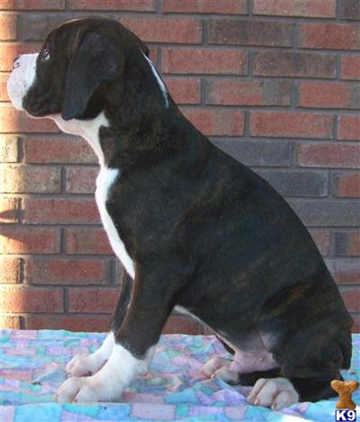 Puppies in GA