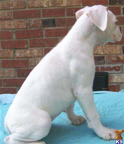 Boxer Puppies for Sale