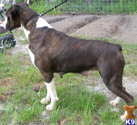 Dogs - Boxer