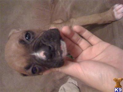 Boxer Puppies in TX