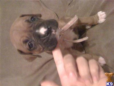 Boxer Puppies in TX