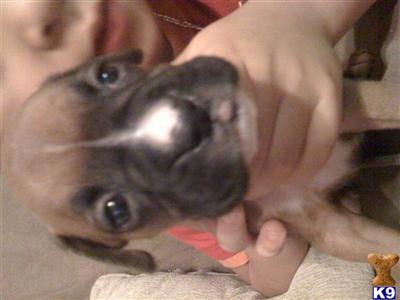 Boxer Puppies in TX