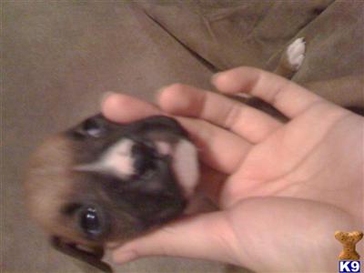 Boxer Puppies in TX