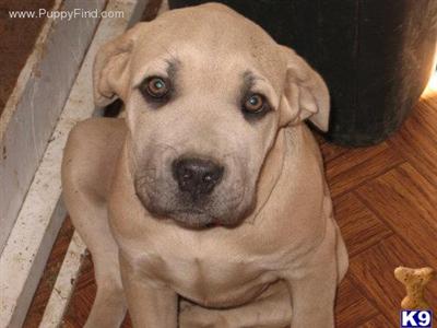 Puppies in NY
