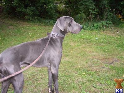 Stud Dogs - Great Dane