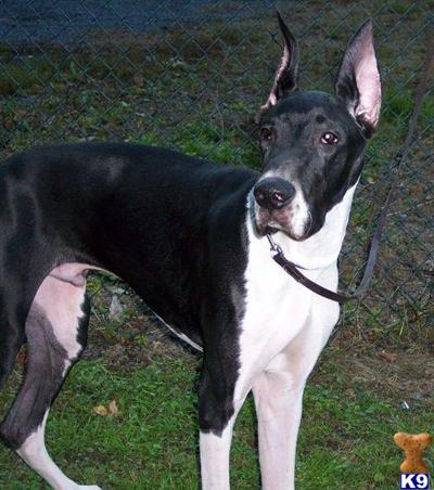 Stud Dogs - Great Dane