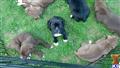 American Bandogge Mastiff