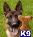Dogs for Sale in NM