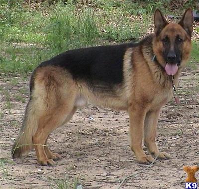 Stud Dogs - German Shepherd